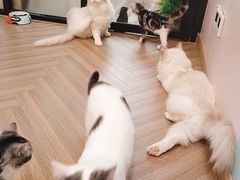 -酷豆宠物咖啡·宠物美食·撸猫馆