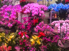 -花鸟鱼虫鲜花绿植市场(玉泉路店)