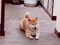 -啡语