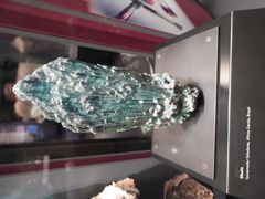 -美国自然历史博物馆