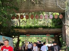 -西双版纳原始森林公园