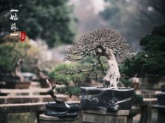 -虎丘山风景名胜区