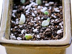 -秦美花卉(天朗·莱茵小城2期店)