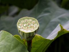 -陈家山荷花公园