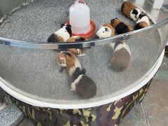 -广州长隆国际大马戏