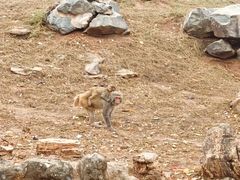 -石家庄市动物园