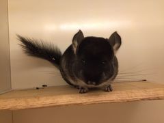 -龙猫仔乐园(惠福东路店)