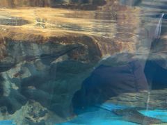 -海合安武汉极地海洋公园