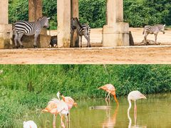 -杭州野生动物世界