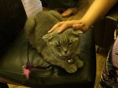 iphone_upload_pic-猫色咖啡·猫咖