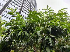 -御彩酒家(东风东路店)
