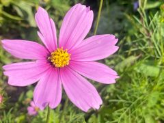 -前小桔亲子创意农场·草莓采摘·露营烧烤