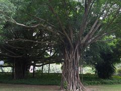 -荔香公园
