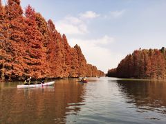 -上海海湾国家森林公园