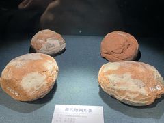 -大连自然博物馆