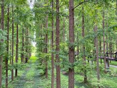 -黄海国家森林公园