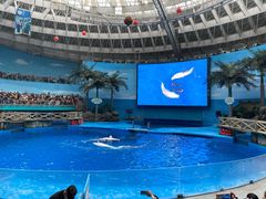 -海合安成都极地海洋公园