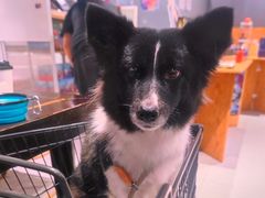 -MARSMART PETS火星宠物超市(1733店)