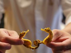 -鳥喜Toriki怀石烧鸟料理