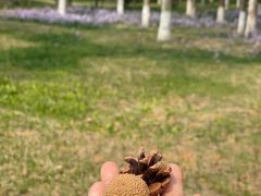 -南海子公园