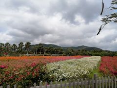 -亚龙湾国际玫瑰谷