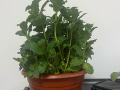 -上海鲜花港
