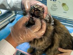 -瑞派·关忠动物医院·猫专科·犬专科(三环新城店)