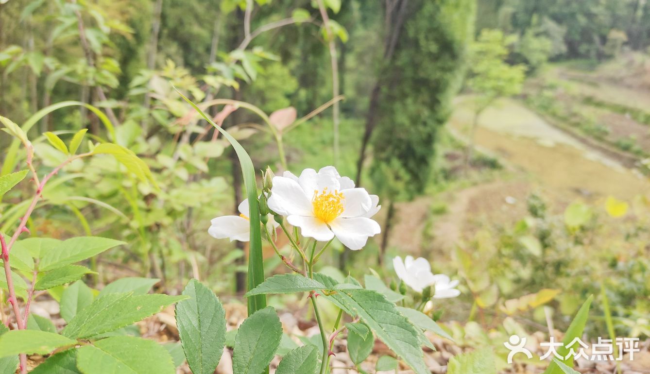 农村溜娃不比城里差呀