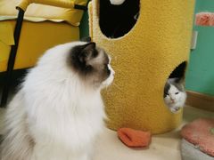 -猫在这儿猫咪咖啡馆·撸猫馆