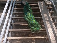 -北京鹿世界主题园