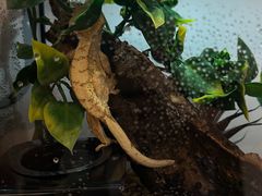 -酷以爬仙阁实体爬宠店·守宫·蜥蜴·专业繁育