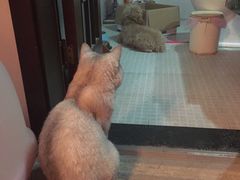 -成都民大动物医院