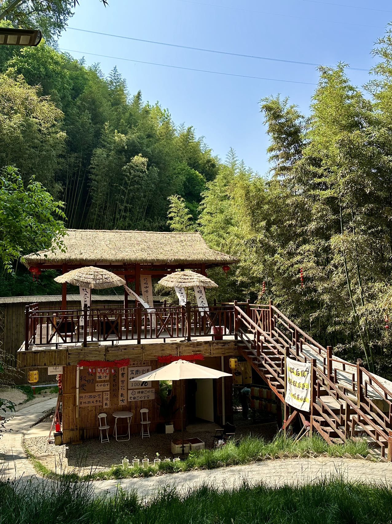 这里有竹子的一切!