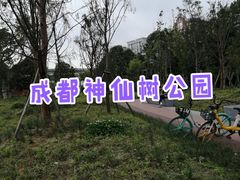 -神仙树公园
