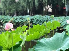 -陈家山荷花公园