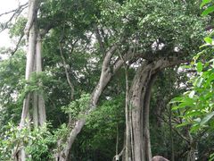 -瑞丽独树成林风景区