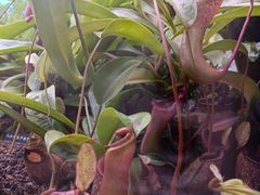 -中国科学院西双版纳热带植物园