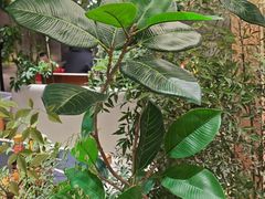 -莺花渡火锅City Green(万象城店)