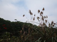 -云溪植物园