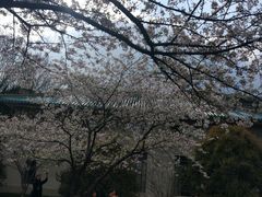 -武汉大学-樱园