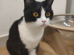 -有喵·猫咖·狗咖·30几只猫10只小狗(岗厦店)