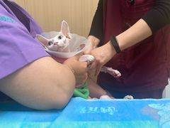 -瑞派·关忠动物医院·猫专科·犬专科(三环新城店)