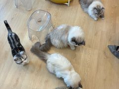 -有喵·猫咖·狗咖·30几只猫10只小狗(岗厦店)