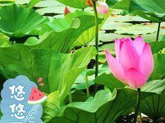 -北陵公园