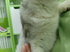 -唐小姐の猫狗洗护·购宠旗舰店(周浦万达店)