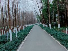 -桤木河湿地公园