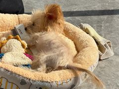 -菲丽丝宠物医院·24小时·猫科中心·免疫点(淮海分院)