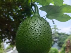 -广州神农草堂中医药博物馆