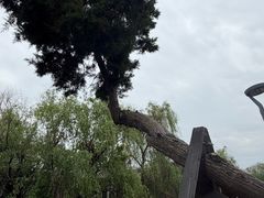 -扬子江公园