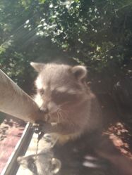 -萌宠亲子动物乐园(槐房万达店)